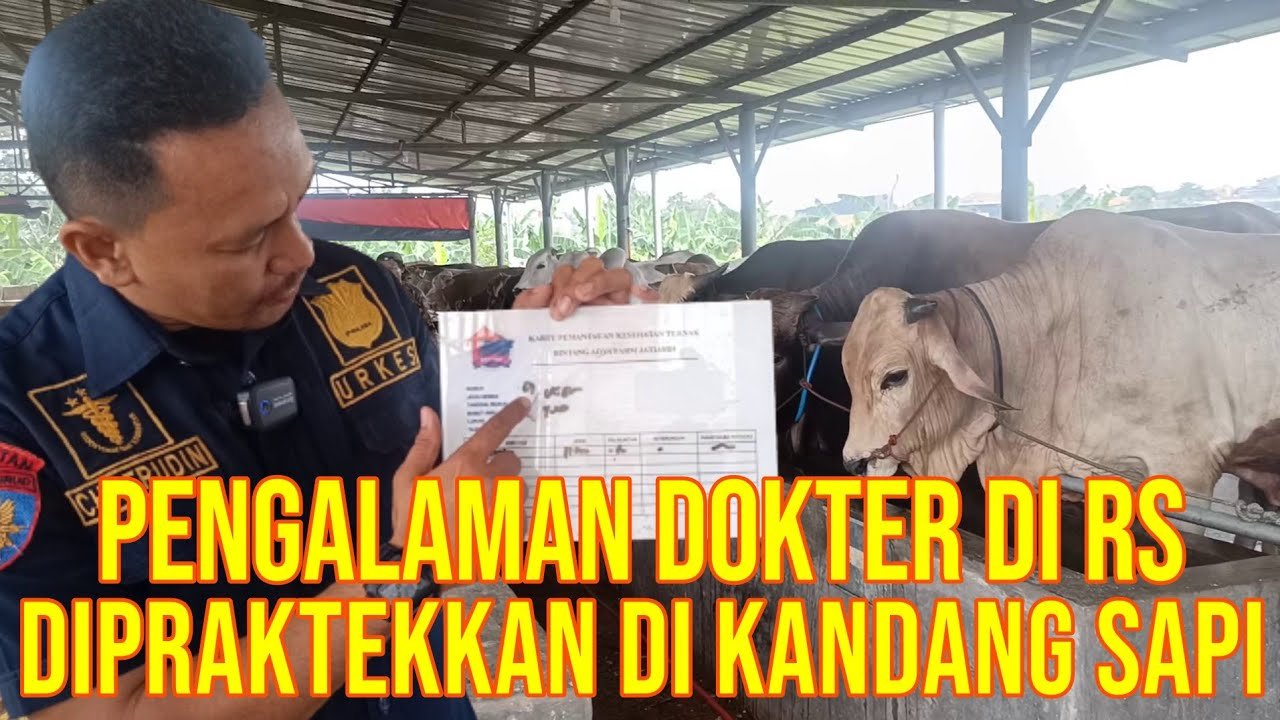 
                                 Tenaga-Medis-Kandang-Sapi-Selalu-Bersih-Dan-Sehat